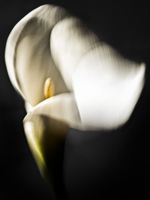 wkl 03 Wilhelm Kleinoder   Calla